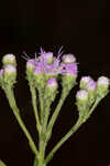 Coastal plain chaffhead